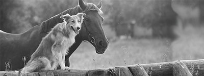 TIERGESTÜTZTE INTERVENTIONEN